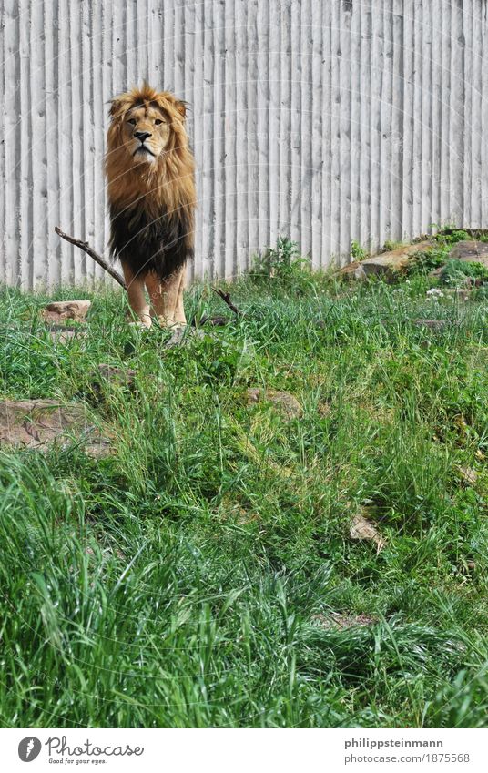 Panthera Leo Natur Sommer Schönes Wetter Tier Wildtier Zoo 1 Ehre Tapferkeit Kraft Willensstärke Abenteuer elegant Löwe Savanne Farbfoto Außenaufnahme