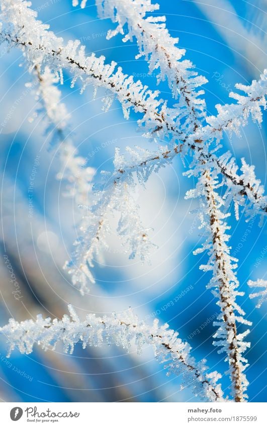 Eisblume Weihnachten & Advent Natur Winter Frost Gras Garten frieren kalt Spitze blau weiß Eisblumen Eiskristall Hintergrundbild Kreuzung Kälteeinbruch