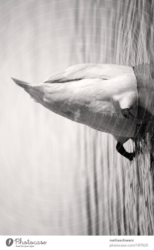 Steckengeblieben Tier Wildtier Vogel Schwan 1 tauchen grau schwarz weiß Schwarzweißfoto Außenaufnahme Nahaufnahme Menschenleer Textfreiraum oben