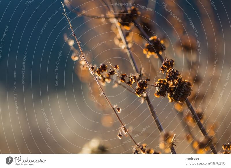 Winterleuchten Umwelt Natur Wassertropfen Himmel Schönes Wetter Pflanze Sträucher Blatt Wildpflanze Zweige u. Äste Wald Unschärfe Lichtspiel Lichteinfall