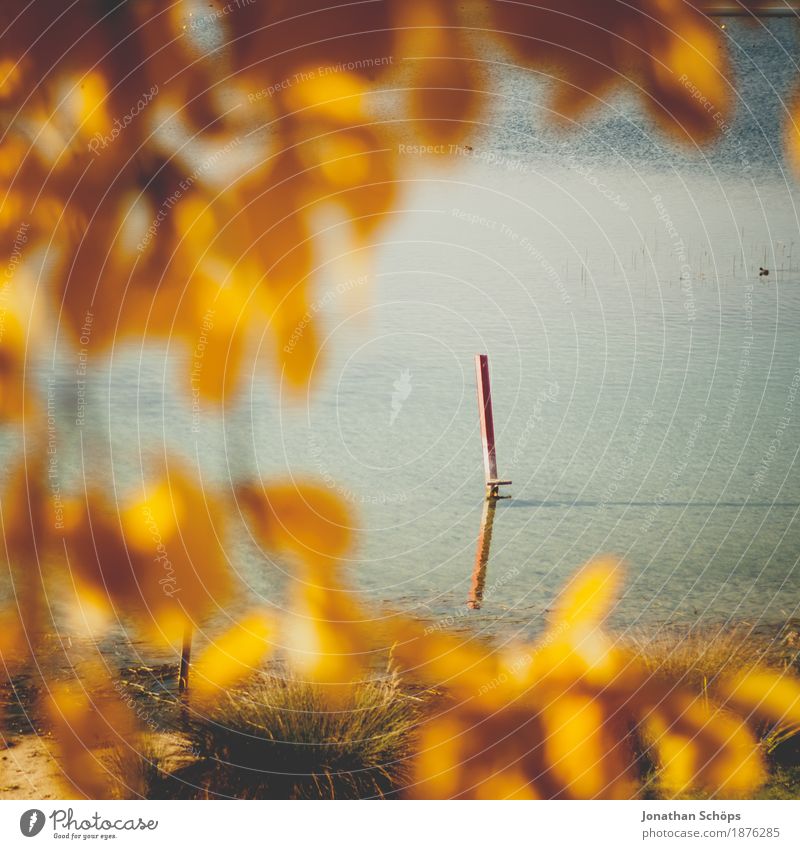 goldener Herbst III Umwelt Natur Landschaft Schönes Wetter See träumen Gefühle Freude Fröhlichkeit Zufriedenheit Lebensfreude Erfurt Schwimmen & Baden