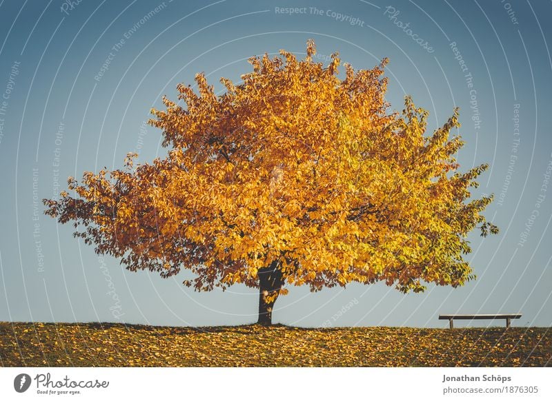 goldener Herbst I Umwelt Natur Landschaft Baum Gras See Zufriedenheit achtsam Vorsicht Gelassenheit geduldig Weisheit Hoffnung Glaube Erfurt Jahreszeiten