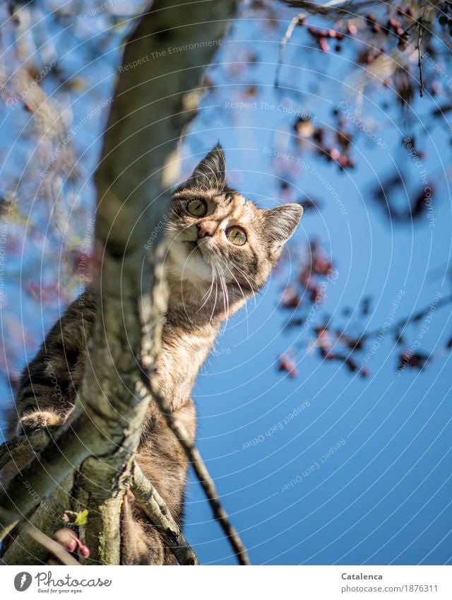 ... und nun? Katze hat sich verklettert Jagd Klettern Pflanze Wolkenloser Himmel Winter Schönes Wetter Weissdorn Garten 1 Tier beobachten sportlich Neugier blau