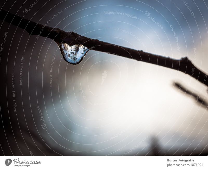 Ice Drop Winter Umwelt Natur Wassertropfen Sonnenlicht Baum Wald dunkel kalt blau Dezember Steinbruch Eis Burtea Fotografie Außenaufnahme Menschenleer Tag Licht