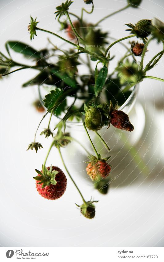 Erdbeeren I Lebensmittel Frucht Ernährung Bioprodukte Vegetarische Ernährung elegant Gesundheit Wohlgefühl Natur Pflanze ästhetisch einzigartig genießen Idee