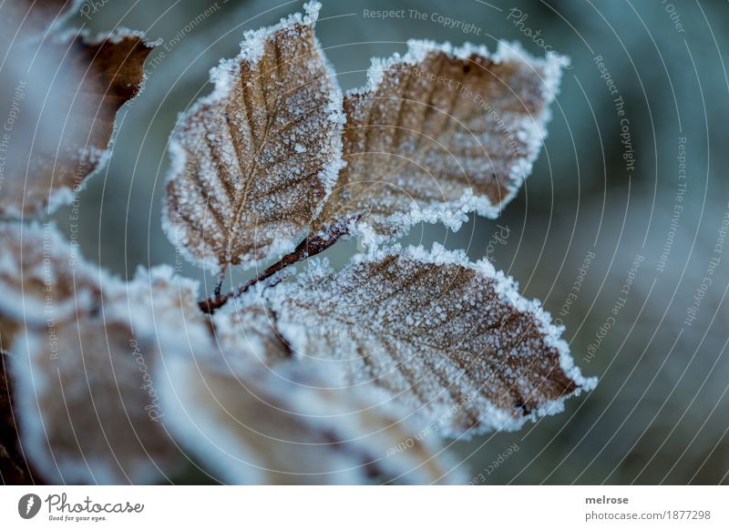 "Kandisin" gezuckert ... elegant Stil Natur Winter Eis Frost Blatt Ast Wald Eiskristall Väterchen Frost Kälte angezuckert frieren verblüht dunkel schön kalt