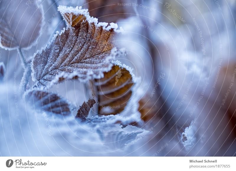 Eisiger Herbst Umwelt Natur Pflanze Winter Frost Blatt kalt natürlich braun weiß Vergänglichkeit Farbfoto Gedeckte Farben Außenaufnahme Textfreiraum rechts