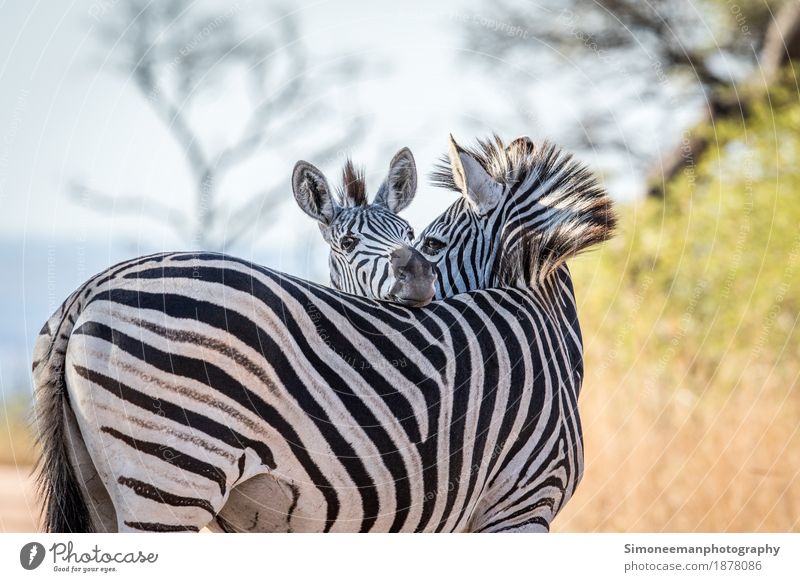 Zwei bindende Zebras Safari Natur Warmherzigkeit Afrika Südafrika Tierwelt Wildtierfotografie Fotografie Tiere Erhaltung Säugetier Steppenzebra Kruger Farbfoto