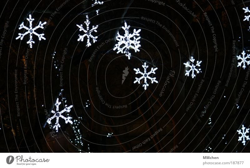 Frohe Weihnachten! Veranstaltung Winter Baum Sträucher Park Wiese Dekoration & Verzierung Schneeflocke Lichterkette Eiskristall Zeichen Kitsch Vorfreude