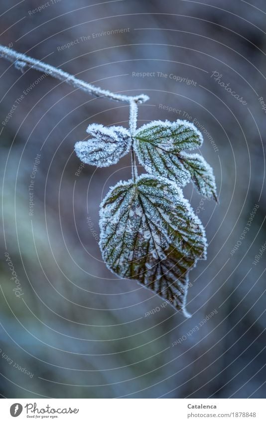 Frostig verhüllt, Brombeerblatt Natur Pflanze Winter Eis Blatt Brombeerblätter Wald frieren glänzend dehydrieren ästhetisch kalt braun grün weiß Stimmung