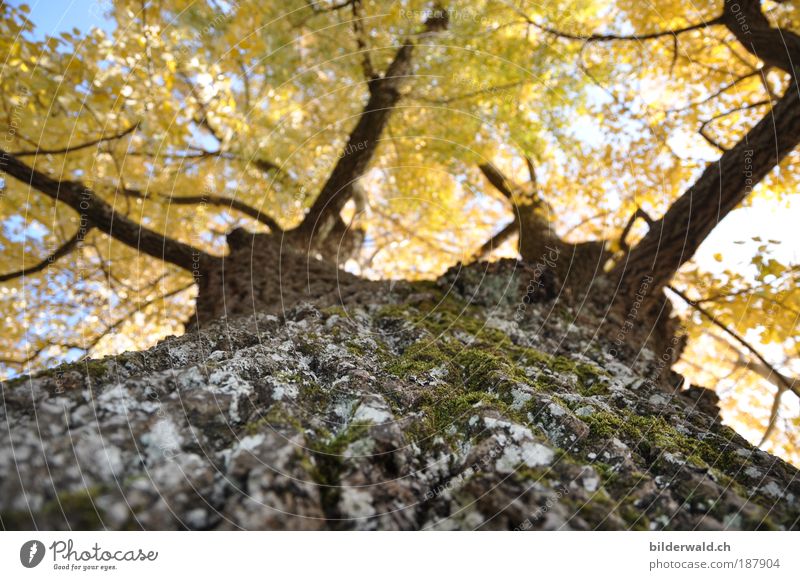 Herbstgold Natur Landschaft Pflanze Schönes Wetter Baum beobachten festhalten liegen Blick träumen Wachstum Wärme Warmes Licht Moos Blatt Ast Farbfoto