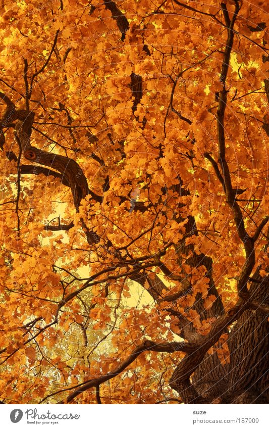 Goldener Schnitt Umwelt Natur Landschaft Urelemente Herbst Baum Blatt ästhetisch gold Zeit Herbstlaub herbstlich Jahreszeiten Laubwald Färbung Baumkrone