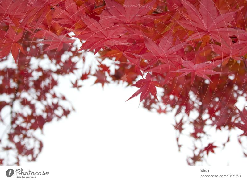 RE[E]D-DACH Umwelt Natur Pflanze Luft Himmel Wolkenloser Himmel Herbst Baum Blatt Wachstum herbstlich Ahorn Ahornblatt rot Blätterdach umrandet Rahmen