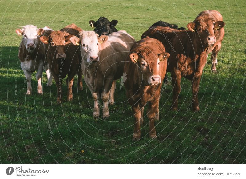 gemeinsam sind wir kuhl. Wiese Feld Weide Tier Nutztier Kuh 4 Tiergruppe Herde beobachten stehen Freundlichkeit Gesundheit Zusammensein lecker muskulös braun