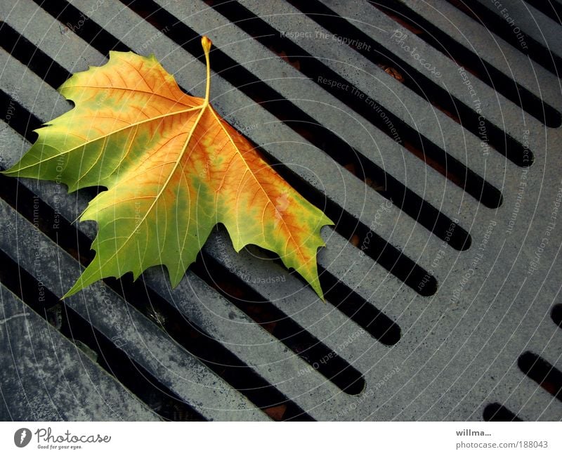 Zwischen den Zeilen Blatt Herbstblatt Ahorn Blätterfall Abfluss Einsamkeit Gully Ende Vergänglichkeit Blocksatz Satzspiegel zwischen den Zeilen