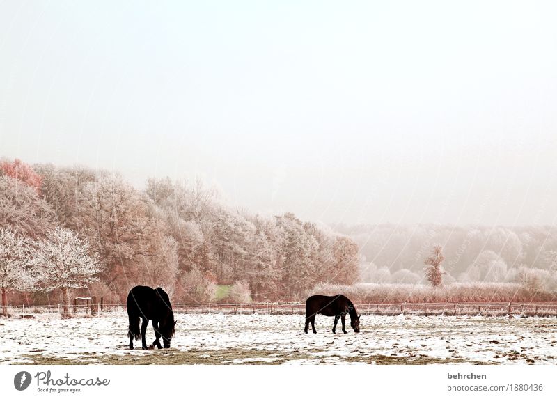 einmal gras tiefgefroren bitte Natur Pflanze Tier Himmel Wolken Herbst Winter Schönes Wetter Nebel Eis Frost Schnee Baum Gras Sträucher Wiese Feld Wald Pferd 2