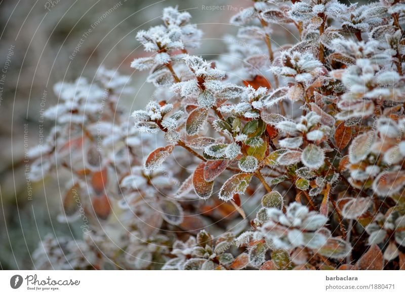 Frosties Pflanze Winter Eis Schnee Sträucher Garten kalt weiß Stimmung Klima Natur Umwelt Farbfoto Gedeckte Farben Außenaufnahme Muster Strukturen & Formen