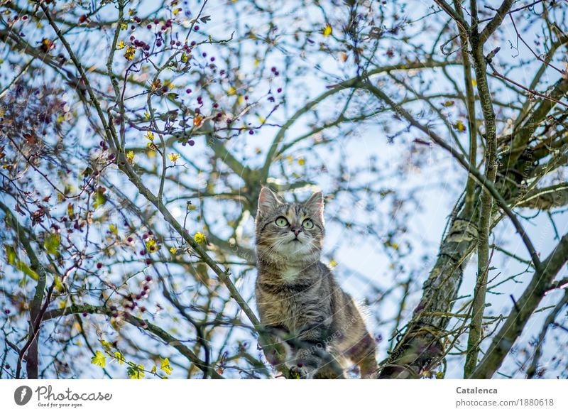 Was nun, Katze im Weissdornbusch Natur Pflanze Tier Himmel Winter Schönes Wetter Beeren Garten Haustier 1 beobachten hoch schön blau braun grün rot Erfolg Mut