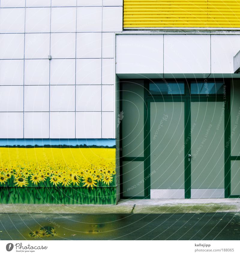 blühende landschaften Umwelt Pflanze Blume Grünpflanze Nutzpflanze Wildpflanze Wiese Feld Haus Fassade gelb Gemälde Sonnenblume Dekoration & Verzierung Farbfoto