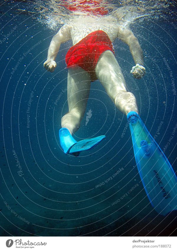 Blickrichtung Weisser Hai mit installierter Kopfkamera Freizeit & Hobby Ferien & Urlaub & Reisen Tourismus Ausflug Sommer Sommerurlaub Sport Wassersport tauchen
