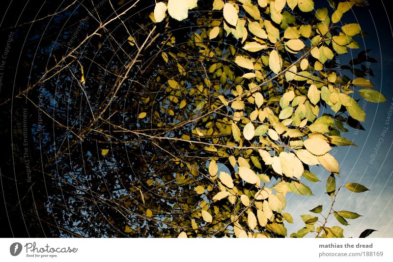BLÄTTERDACH Umwelt Natur Landschaft Pflanze Himmel Wolken Sonne Herbst Schönes Wetter Baum Blatt schön Blätterdach Baumkrone Laubbaum grün Farbfoto