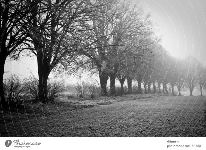 Nebel am Morgen Natur Landschaft Erde Winter Eis Frost Baum Gras Feld Wald Wege & Pfade Denken frieren Traurigkeit dunkel kalt grau schwarz weiß Trauer Tod