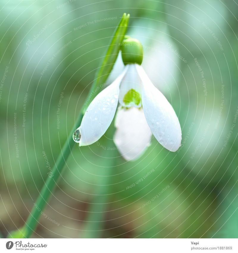 Weiße Blumen des Schneeglöckchenfrühlinges Leben Winter Garten Menschengruppe Natur Landschaft Pflanze Wasser Wassertropfen Frühling Gras Blatt Blüte