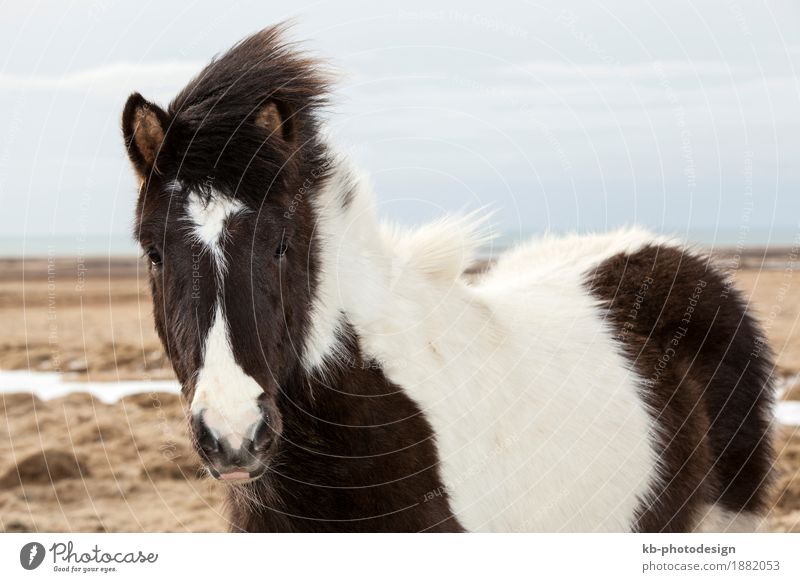 Portrait of a black and white Icelandic horse Ferien & Urlaub & Reisen Tourismus Abenteuer Ferne Pferd 2 Tier Iceland pony Iceland ponies Icelander dog Island