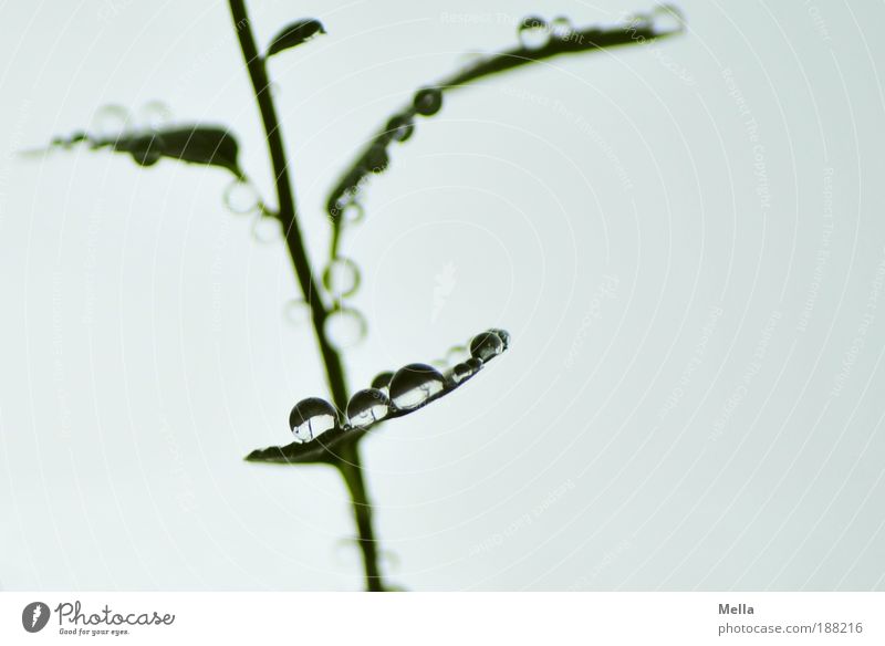 Universen Umwelt Natur Pflanze Wassertropfen Blatt Tropfen Wachstum frisch glänzend klein nass natürlich grau ruhig Reinheit Pause rein Farbfoto Gedeckte Farben