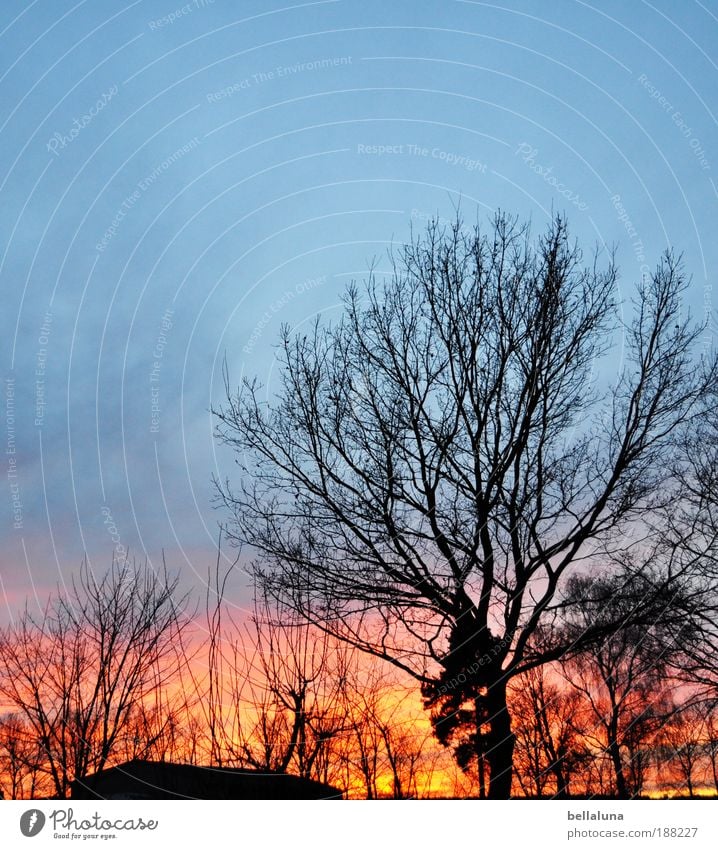 Schwerzkos Himmel brennt Umwelt Natur Landschaft Pflanze Wolken Sonnenaufgang Sonnenuntergang Winter Baum Sträucher kalt natürlich Wärme Abend Farbfoto