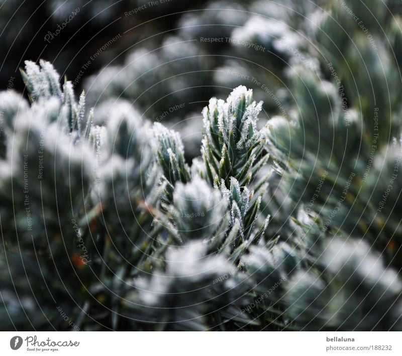 50 frostige Nadelstiche :-) Umwelt Natur Pflanze Winter Schönes Wetter Eis Frost Schnee Baum kalt Nadelbaum Farbfoto Außenaufnahme Morgen Tag Kontrast