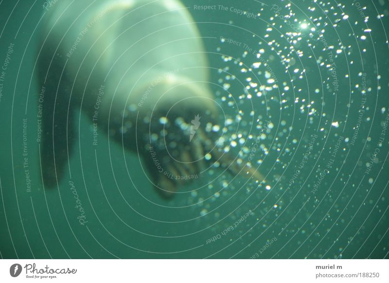 Den Kopf über Wasser halten. Natur Wassertropfen Wellen Küste See Tier Fährte Aquarium Seebär Meeressäuger 1 atmen tauchen dick blau grün Einsamkeit Bewegung