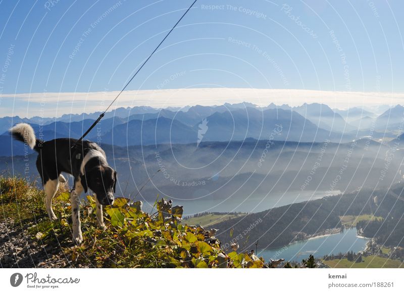 Hund Ausflug Berge u. Gebirge wandern Herbst Umwelt Natur Landschaft Wasser Himmel Wolken Horizont Sonnenlicht Schönes Wetter Pflanze Blatt Grünpflanze Alpen