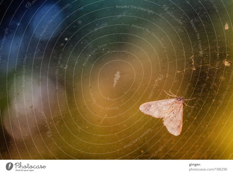Moth to a Flame Natur Tier Schönes Wetter Flügel Motte Insekt 1 festhalten hängen krabbeln Fenster blau gelb grün durchscheinend hässlich Glas Fleck