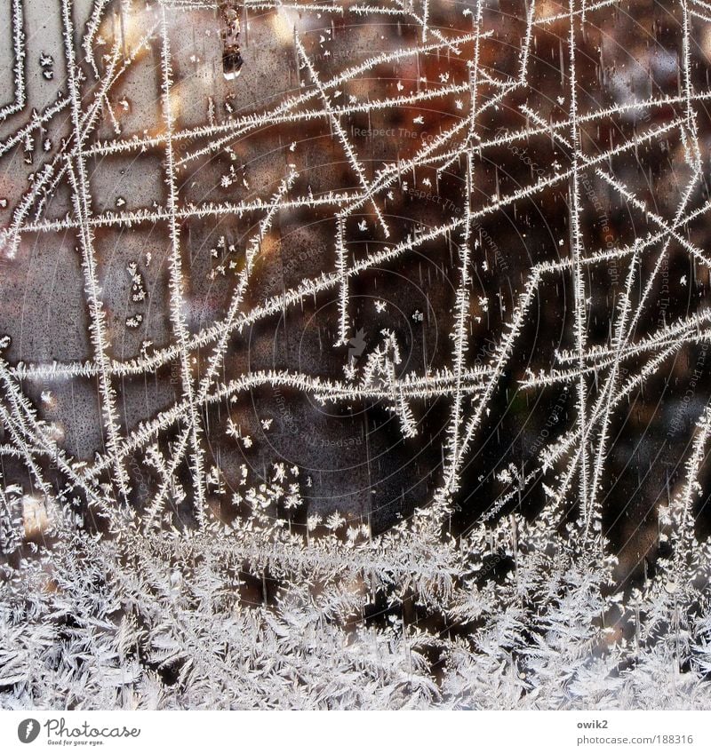 Winter bizarr Dekoration & Verzierung Kunstwerk Natur Pflanze Urelemente Wasser Eis Eisblumen Eiskristall Glas Ornament frieren glänzend leuchten Wachstum