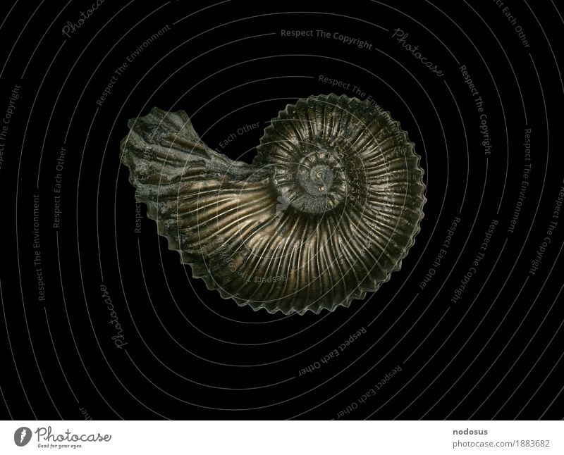 Angulaticeras ventricosum Tier Inspiration Ammonit Ammoniten Sammlung Paläontologie ansammeln Jura Lias Ariententon Lobenlinie Pyrit Pyritsteinkern Steinkern