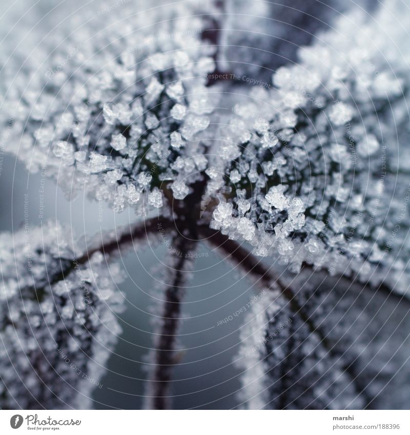 Zucker Winter Wetter Pflanze Blatt kalt Kristalle Eis Frost Nahaufnahme Eiskristall süß Unschärfe Farbfoto Außenaufnahme