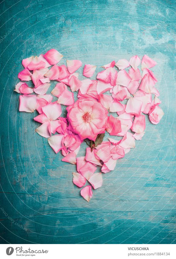 Herz aus rosa Rosenblättern auf türkis blauem Hintergrund Stil Design Feste & Feiern Valentinstag Geburtstag Natur Pflanze Blüte Dekoration & Verzierung