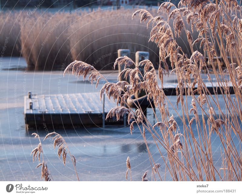 Froststeg Seeufer ruhig stagnierend erstarren Eis Steg Anlegestelle Schilfrohr Außenaufnahme Menschenleer Morgendämmerung Tag