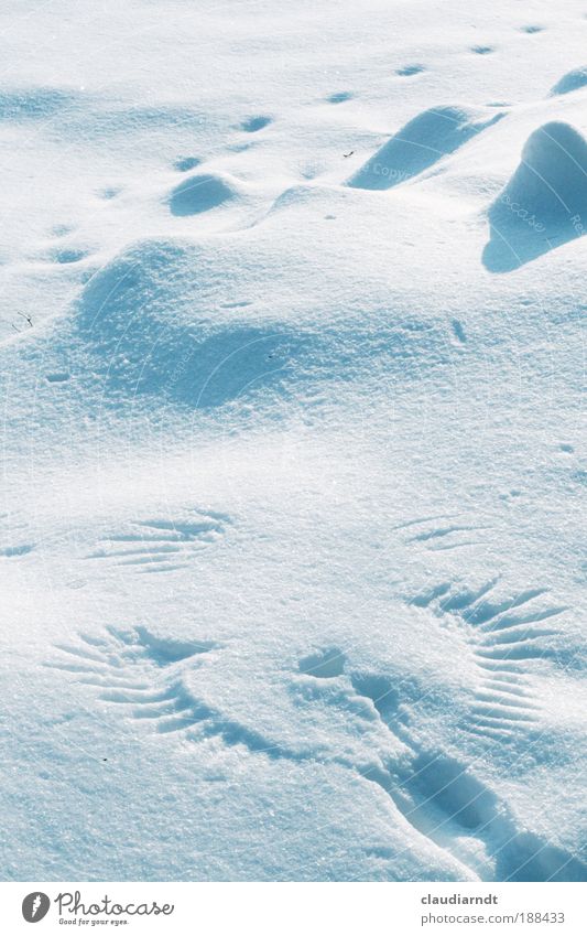 Engel Skulptur Natur Winter Wetter Eis Frost Schnee Fährte entdecken fliegen ästhetisch außergewöhnlich elegant kalt schön weiß Glück Kraft Mut Vertrauen Schutz
