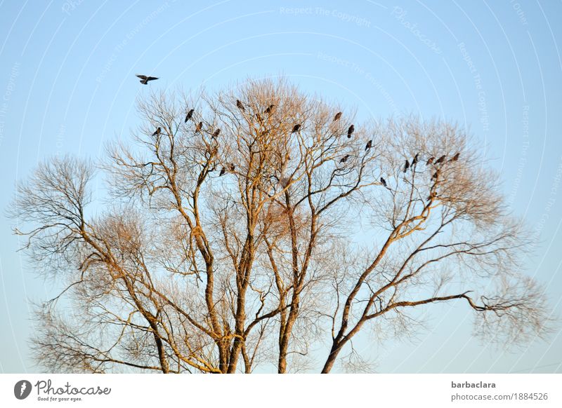 Wohngemeinschaft | Raben-Clan Umwelt Natur Pflanze Tier Himmel Winter Klima Schönes Wetter Baum Vogel Rabenvögel Tiergruppe fliegen sitzen Zusammensein
