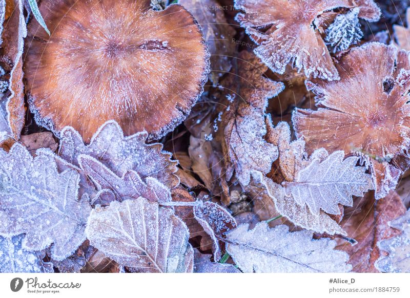 Frostlaub Umwelt Natur Landschaft Pflanze Tier Herbst Winter Klima Wetter Eis Blatt Pilz Wald Waldboden Menschenleer außergewöhnlich frisch hell natürlich schön