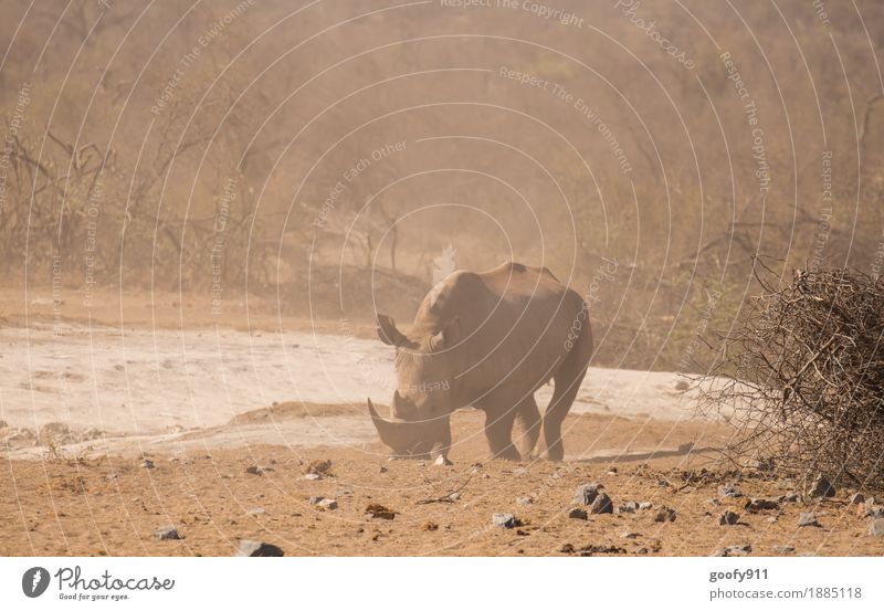 Nashorn 2 Ferien & Urlaub & Reisen Ausflug Abenteuer Ferne Safari Sommer Sonne Umwelt Natur Landschaft Erde Sand Wärme Dürre Sträucher Wüste Tier Wildtier