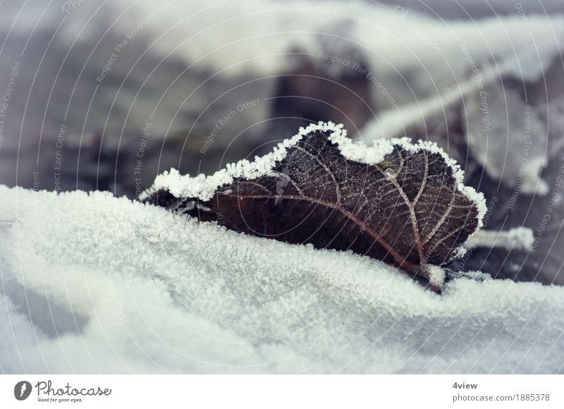 Winterherbst Natur Pflanze Eis Frost Schnee Blatt Garten liegen Außenaufnahme