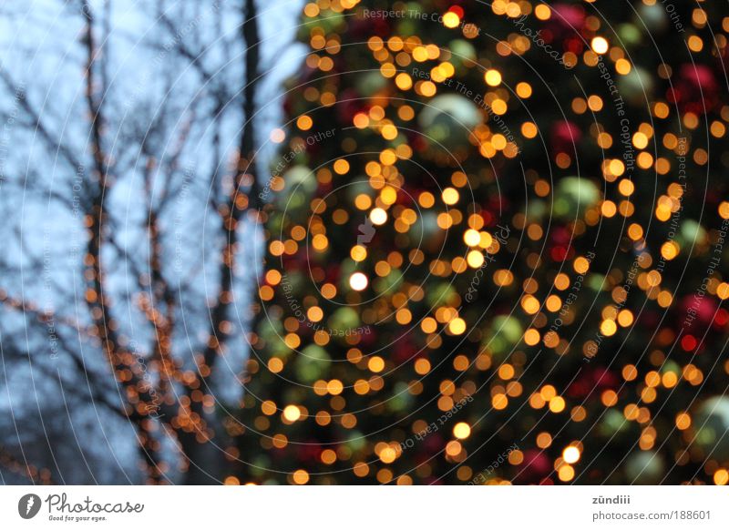 it´s christmas Weihnachtsbaum glänzend schön mehrfarbig gelb gold grün rot Neugier Stimmung Wunsch Weihnachtsstimmung Farbfoto Außenaufnahme Menschenleer