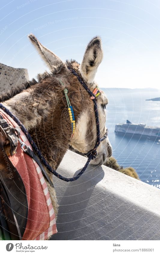 Transportmittel Ferien & Urlaub & Reisen Ausflug Freiheit Sightseeing Sommer Sonne Luft Himmel Wolkenloser Himmel Schönes Wetter Küste Meer Insel Santorin