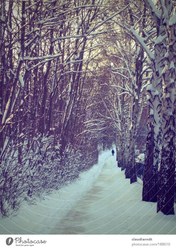 allein Winter Schnee wandern Mensch 1 Natur Landschaft Eis Frost Baum Allee Wege & Pfade gehen laufen kalt Heimweh Fernweh Identität Leben stagnierend