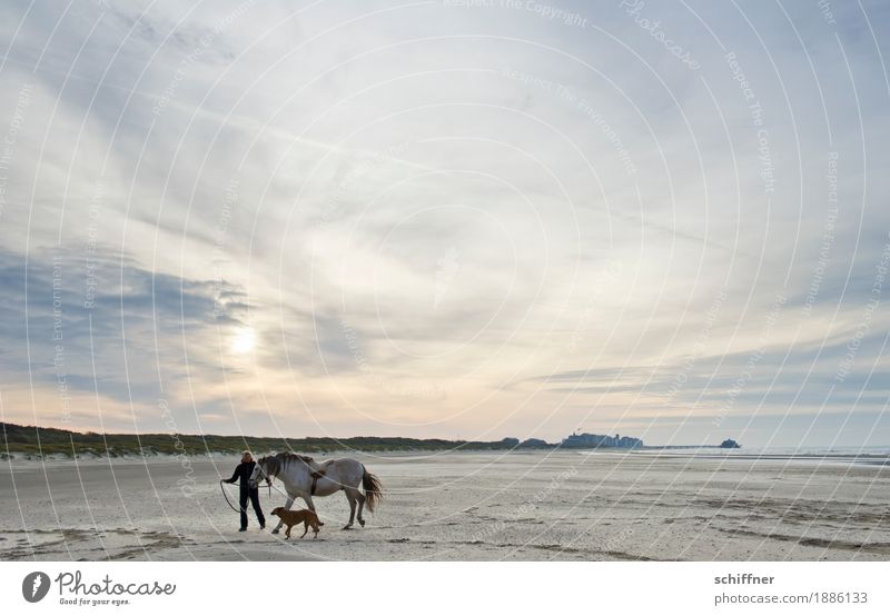 Belgische Weite Mensch feminin Frau Erwachsene 1 Tier Haustier Hund Pferd gehen Zufriedenheit Glück ruhig Ferne führen laufen Seil Raum Zeit flach Strand