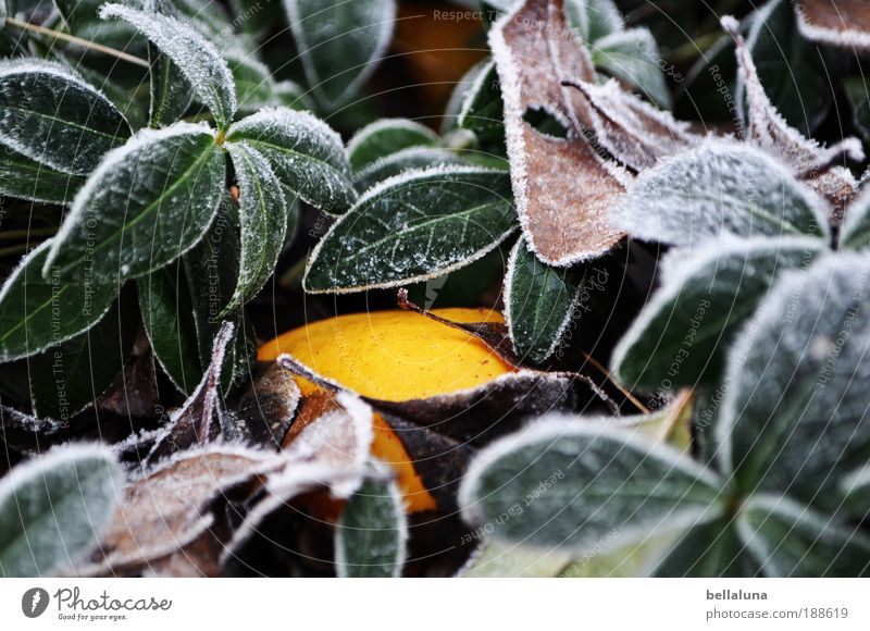 Suchbild - Wilde Quitte Umwelt Natur Pflanze Klima Wetter Schönes Wetter Eis Frost Sträucher Blatt Grünpflanze Wildpflanze kalt gelb Farbfoto mehrfarbig Morgen