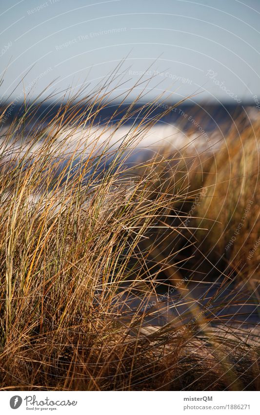 Dünengras IV Natur ästhetisch Zufriedenheit Urlaubsfoto Gras wehen Wind Windstille Ostsee Ostseeinsel Küste ruhig abgelegen Farbfoto Gedeckte Farben